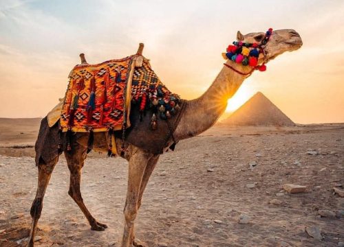 pyramids-camel-ride