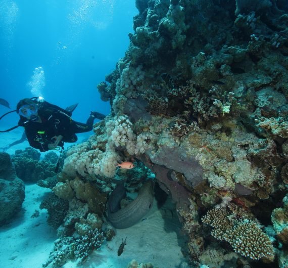 scuba liveaboard,,,.